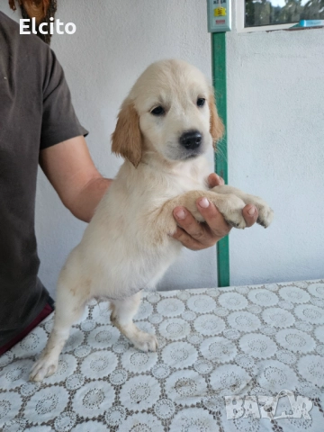 Продавам женско чистокръвно голдън ретрийвърче, снимка 1