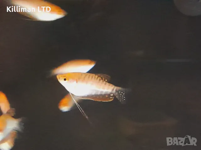 Златен трихогастер 