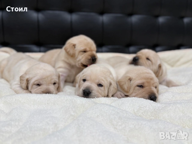 Чистокръвни Лабрадор Ретривър:, снимка 4 - Лабрадор ретривър - 53164804