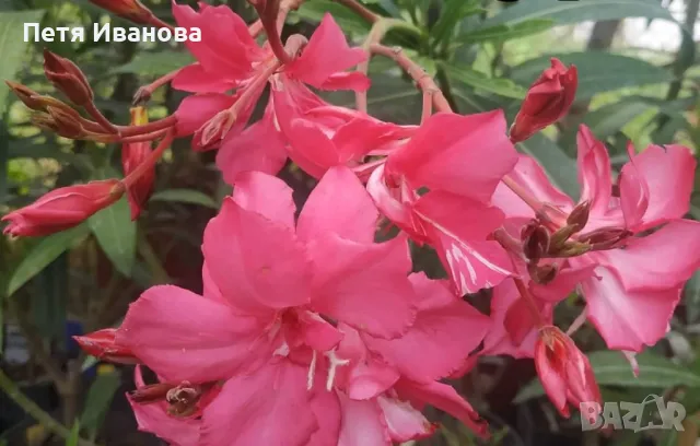 Олеандър розов кичест ароматен 