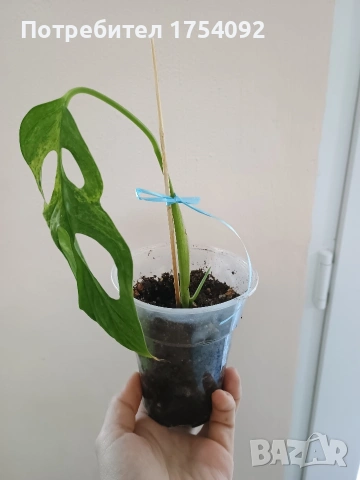 Monstera Indonesian Marble