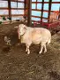 МЪЖКИ АСАФ ЗА РАЗПЛОД, снимка 2