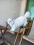 Британски котарак за разплод, снимка 1
