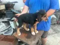 Български барак, снимка 4