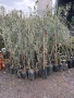 Маслина, снимка 1