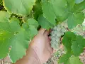 Грозде Мускат Отонел, снимка 2