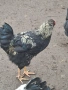Домашни петли, снимка 13