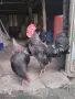  Петел Черен Легхорн Leghorn, снимка 7