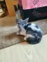 Томи и Лили си търсят дом!, снимка 7