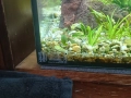 Продавам голям аквариум, снимка 2