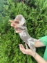 Мини дакел мини, снимка 6