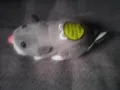 Движещ се хамстер, снимка 1