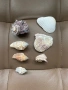 Морски раковини, снимка 2