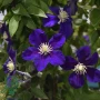 Clematis ‘Neonka’(Клематис Неонка), снимка 1
