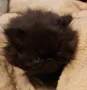 Продавам прекрасни персийски котенца , снимка 7