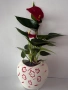 Продавам Антуриум, снимка 2
