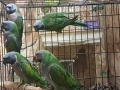 продавам папагали китаиски александар 3 женски 2023 г, снимка 1