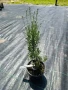 Лавандула, снимка 2