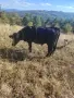 Продавам 5 бр мъжки телета , снимка 5