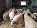 Продавам овце , снимка 2
