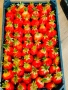 РАЗСАД ЯГОДИ , снимка 4
