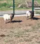Мини холандски пръчлета , снимка 4