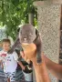 Американско були покет  American bully , снимка 3