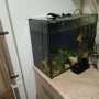 голям аквариум с рибки оборудван 50 х 40 х 24, снимка 3