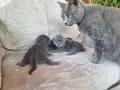 Британски дългокосмести котета , снимка 6