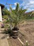 Финикова палма, снимка 1 - Стайни растения - 40883124
