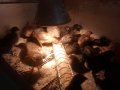 Пилета-дворни, снимка 1