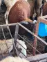 ПРОДАВАМ АГНЕТА , снимка 2