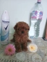 Пудел той момченце/тийкъп , снимка 2