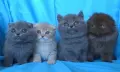 Шотландски клепоухи котенца, снимка 1