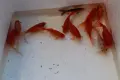 Воални комети и стандартни, снимка 4