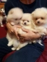 продавам малки мини померани , снимка 7
