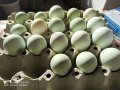 Зелени разплодни яйца от кокошка Великденска носачка Ексел , снимка 2