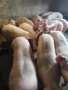 Продавам угоени прасета, снимка 4
