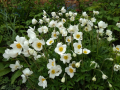 Бяло пролетно анемоне - разсад, снимка 1 - Разсади - 44821718