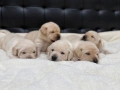 Чистокръвни Лабрадор Ретривър:, снимка 4