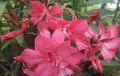 Олеандър розов кичест ароматен , снимка 1