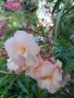 Зокум - различни цветове и размери, снимка 1 - Градински цветя и растения - 10969183