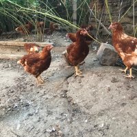 Ярки Ломан Браун , снимка 2 - Кокошки и пуйки - 41759230