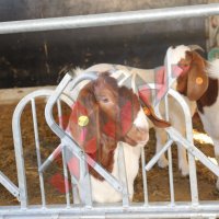 Хранителни решетки със заключващ механизъм за овце и кози, снимка 7 - За селскостопански - 34655140