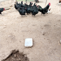  ПИЛЕТА и разплодни яйца от черен АВСТРАЛОРП , снимка 5 - Кокошки и пуйки - 44555227