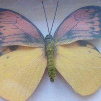 Пеперуда в кутия - сувенир, снимка 4 - Други ценни предмети - 39631880