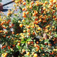 Пираканта, студоустойчива!! Оранжева Orange Charmer и жълта  Soleil d'Or, снимка 9 - Градински цветя и растения - 42209662