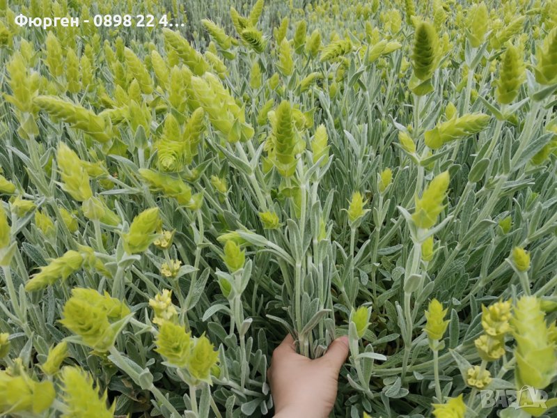 Мурсалски чай  , снимка 1