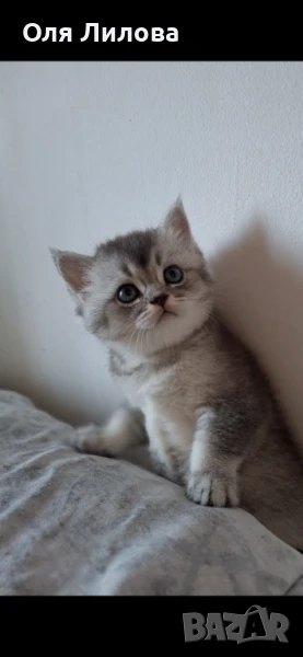 Шотландски котета, снимка 1