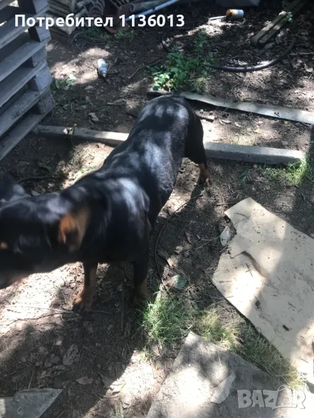 Ротвайлер & Белгийска овчарка, снимка 1